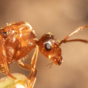 adragonsoulants avatar