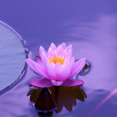 0rgy-of-terr0r avatar