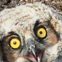 0wls-owls-0wls avatar