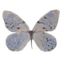 111papilio avatar