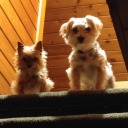 1296-very-good-year avatar