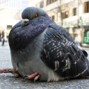 12carrierpigeons avatar