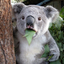 13koalas avatar