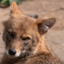 1awesome-sauce1 avatar