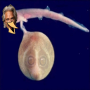 1fish2fishdevouryourenemiesfish avatar