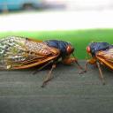 2-cicadas-lacking-dignity avatar