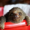 2-toed-sloth avatar