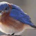 20furiousbluebirds avatar