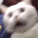 212mushyshroom avatar