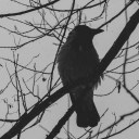 2forgetmenot2 avatar