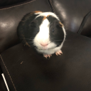 3guineapigsinatrenchcoat avatar