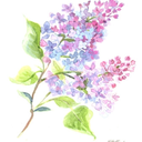 3penguinswaddling avatar