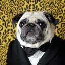 3pugsinapeacoat avatar