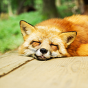 4-fox-sake-txtpost avatar