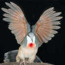 4evabymylonley avatar