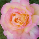 503israel-blog avatar