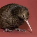 87000beesinapersonsuit avatar