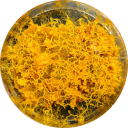 a-blog-of-many-slime-molds avatar