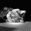 a-good-cat-named-louis avatar