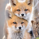 a-home-for-foxes avatar