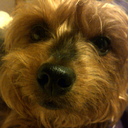 a-knight-who-says-nee avatar