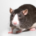 a-miscellaneous-number-of-rats avatar