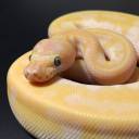 a-roach-in-the-limelight avatar