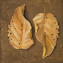 a-shell-of-light avatar