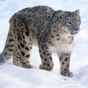 a-snow-leopard avatar