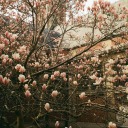 a-study-in-dante avatar