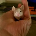 a-study-in-oddities avatar