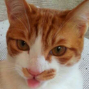 a-yasushi-yasubee avatar