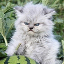 abbynormalroad-blog avatar