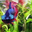 ablogforbettas avatar