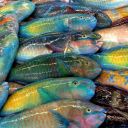 abowlofjellyfish avatar