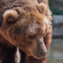 abrowncirclewithinacircle avatar