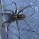 absentmindedsstuff avatar