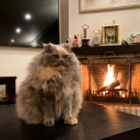 absolute-future avatar