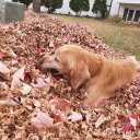 accidentallyfunctioning avatar