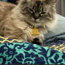 ace-lesbionage avatar