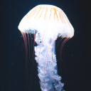 acecatbeanieenthusiast avatar