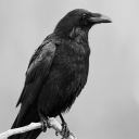 aceofspades04 avatar