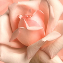 acharmingmoment avatar