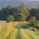 acquapellegrino avatar