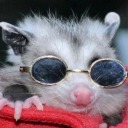 actual-possum2 avatar