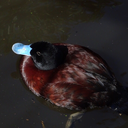 actualcandyforducks avatar