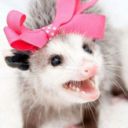 acuteopossum avatar