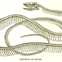 adamanticsovereign avatar