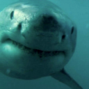 adamslander66 avatar