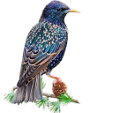 adarlingstarling avatar